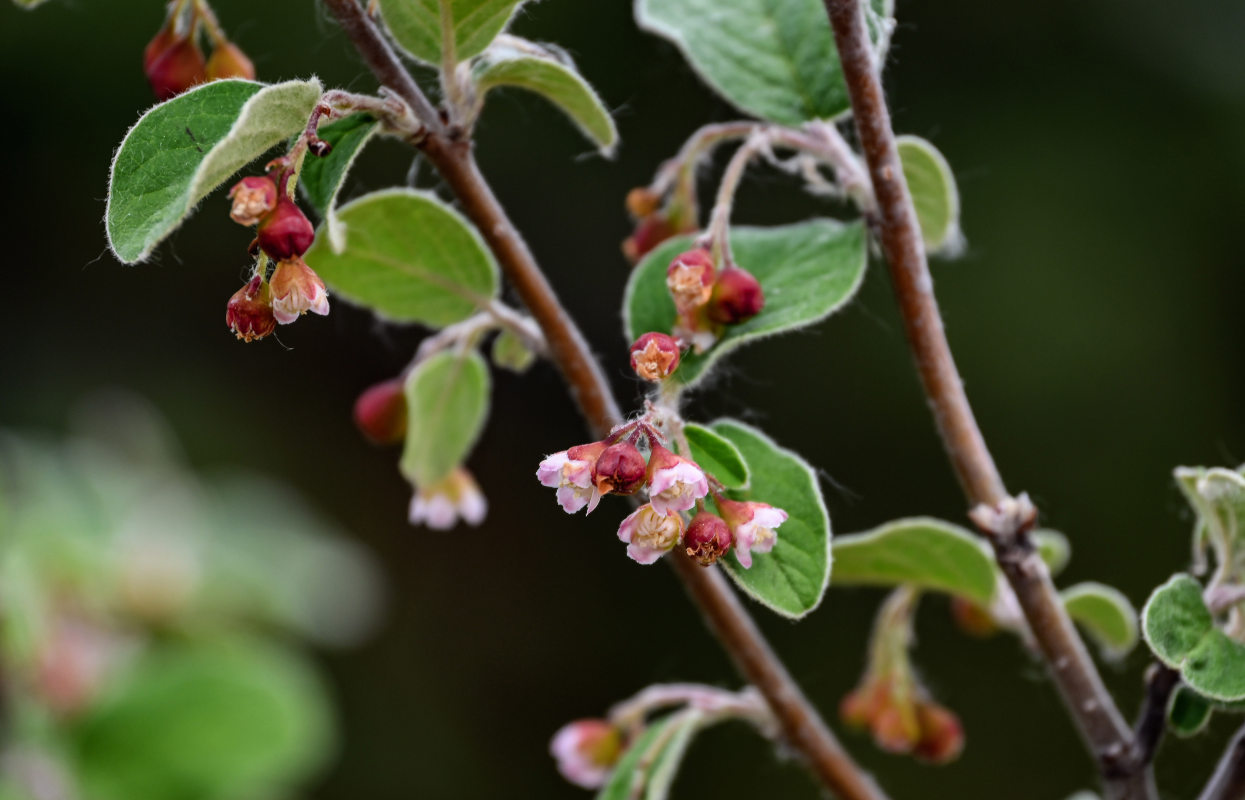 Image of Cotoneaster melanocarpus specimen.