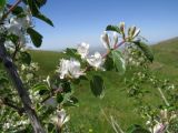 Lonicera nummulariifolia. Веточка с соцветиями. Казахстан, Туркестанская обл., Сырдарья-Туркестанский государственный региональный природный парк, Боралдайский филиал, склон горы Улькен-Тура. 25.05.2016.