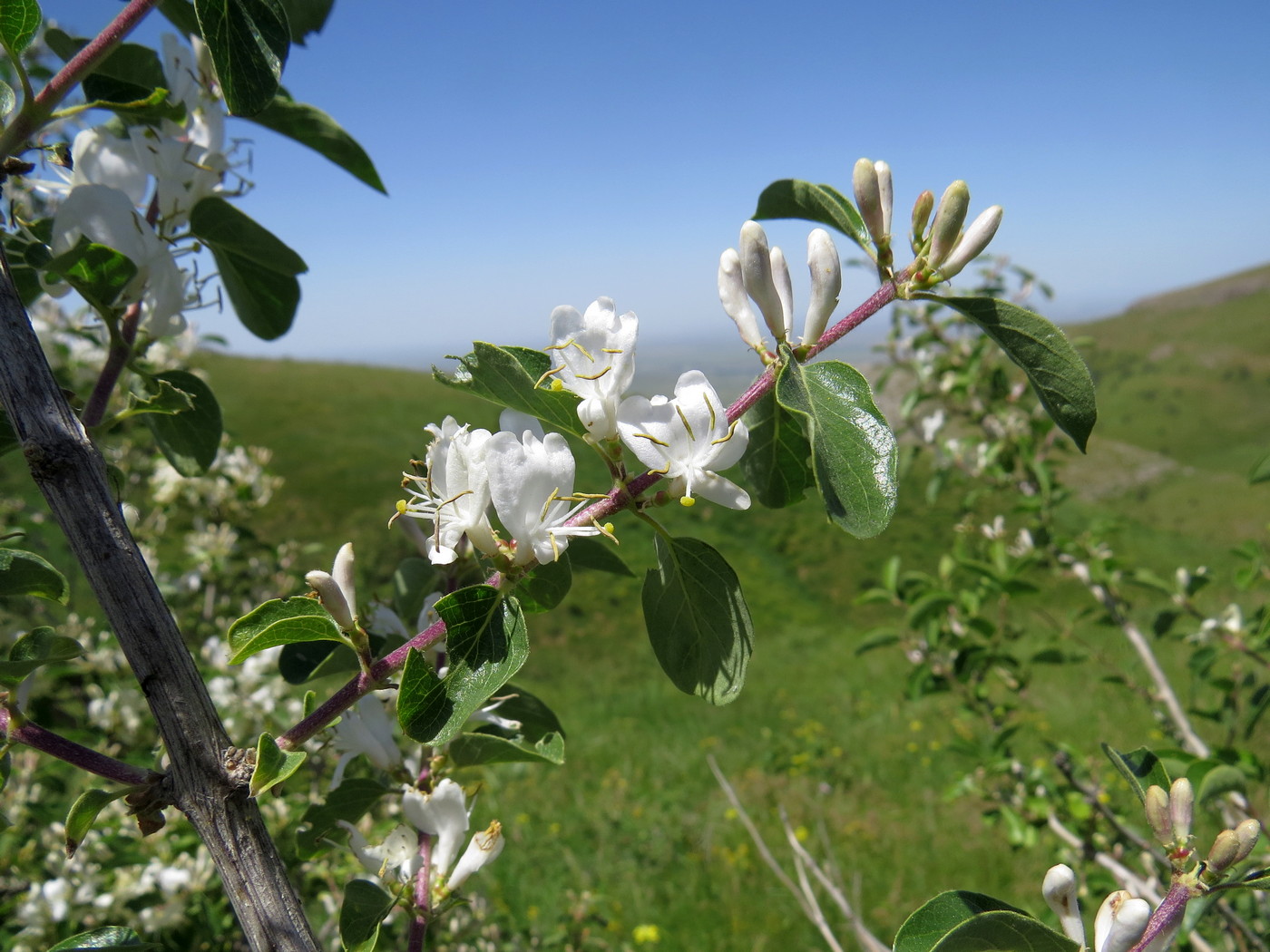 Image of Lonicera nummulariifolia specimen.