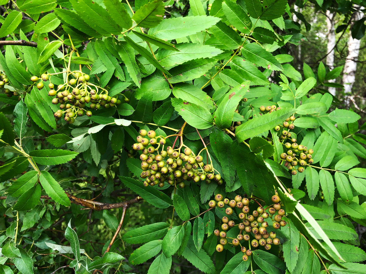 Изображение особи Sorbus amurensis.