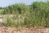 Bolboschoenus maritimus. Цветущие растения среди обломков прошлогодних сухих побегов тростника (Phragmites australis). Ленинградская обл., Кингисеппский р-н, Кургальский п-ов, побережье Финского зал., песчаный пляж, зона забрызга. 19.06.2021.