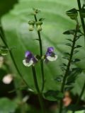 Scutellaria altissima. Верхушка побега с цветками и бутонами. Республика Адыгея, Майкопский р-н, окр. пос. Каменномостский, дно ущелья р. Мишоко в средней части, широколиственный лес. 30 июля 2022 г.