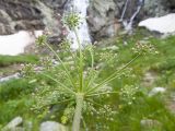 genus Heracleum