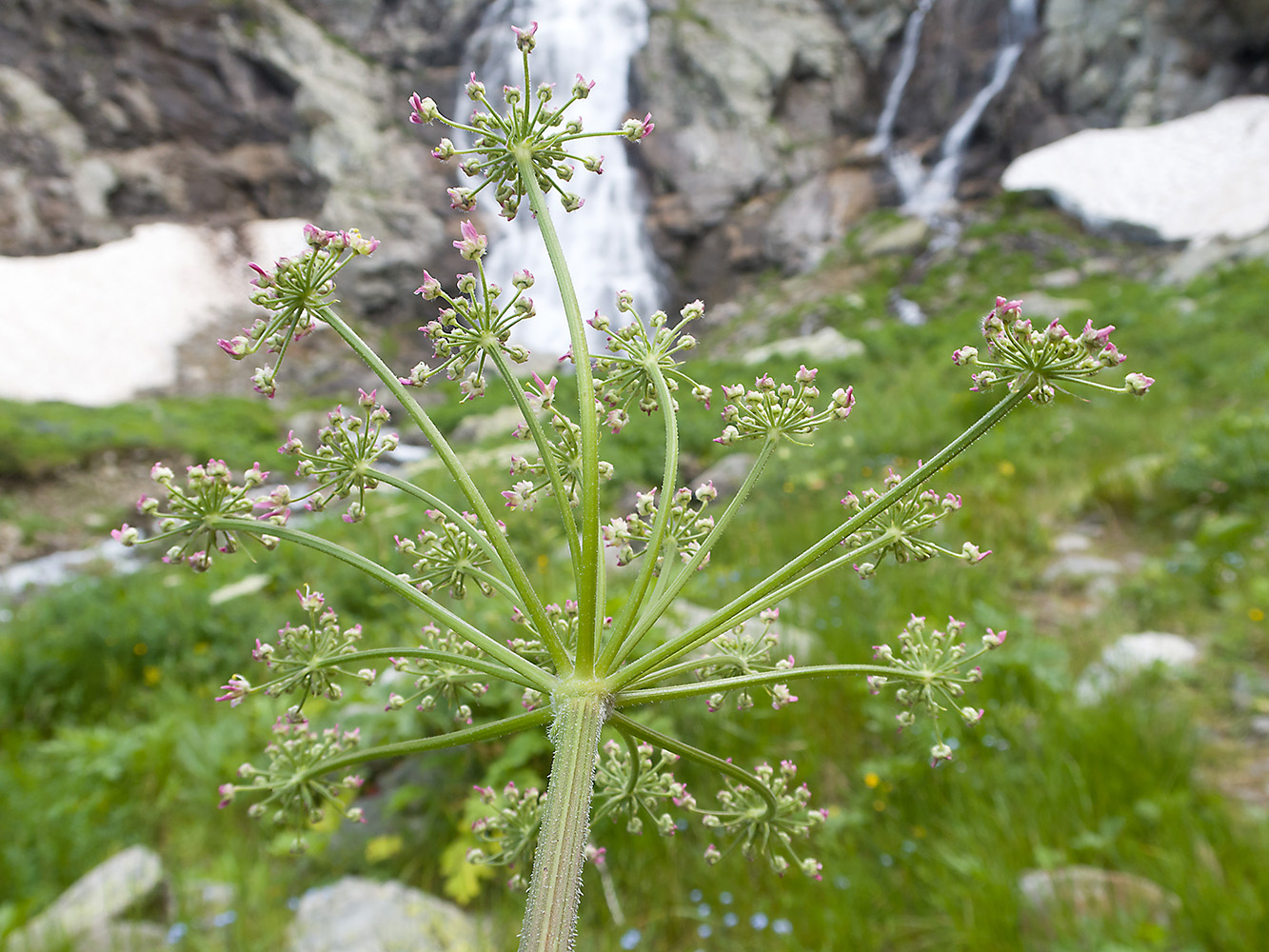 Image of genus Heracleum specimen.