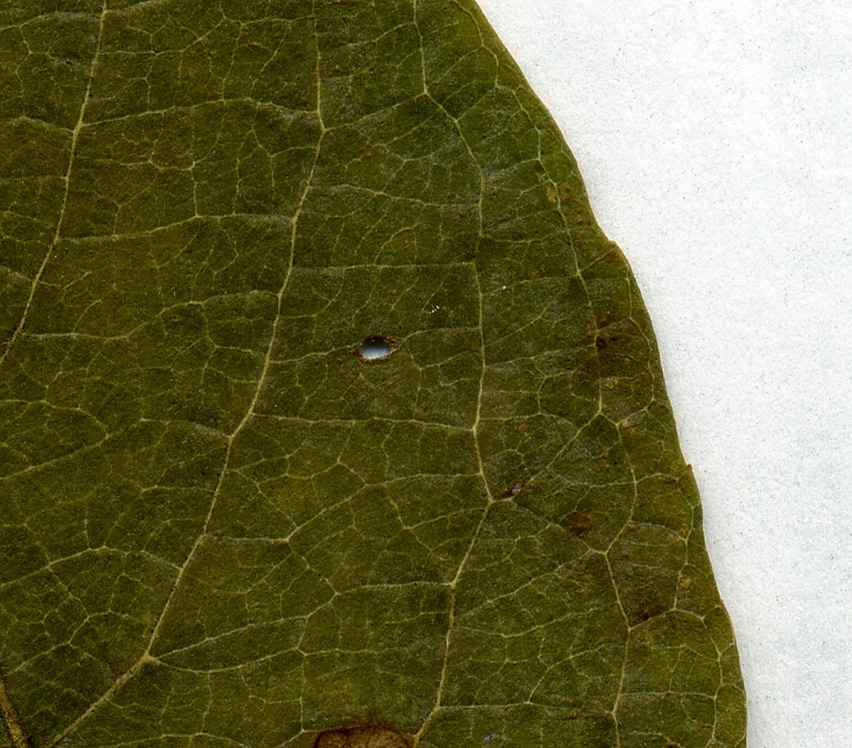 Image of Salix &times; bicolor specimen.