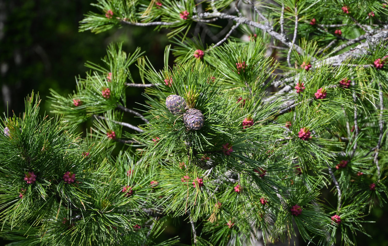 Image of Pinus sibirica specimen.