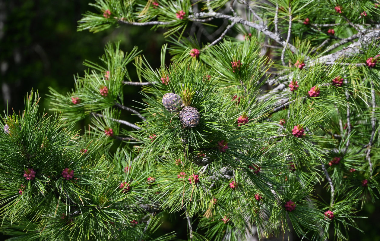 Изображение особи Pinus sibirica.