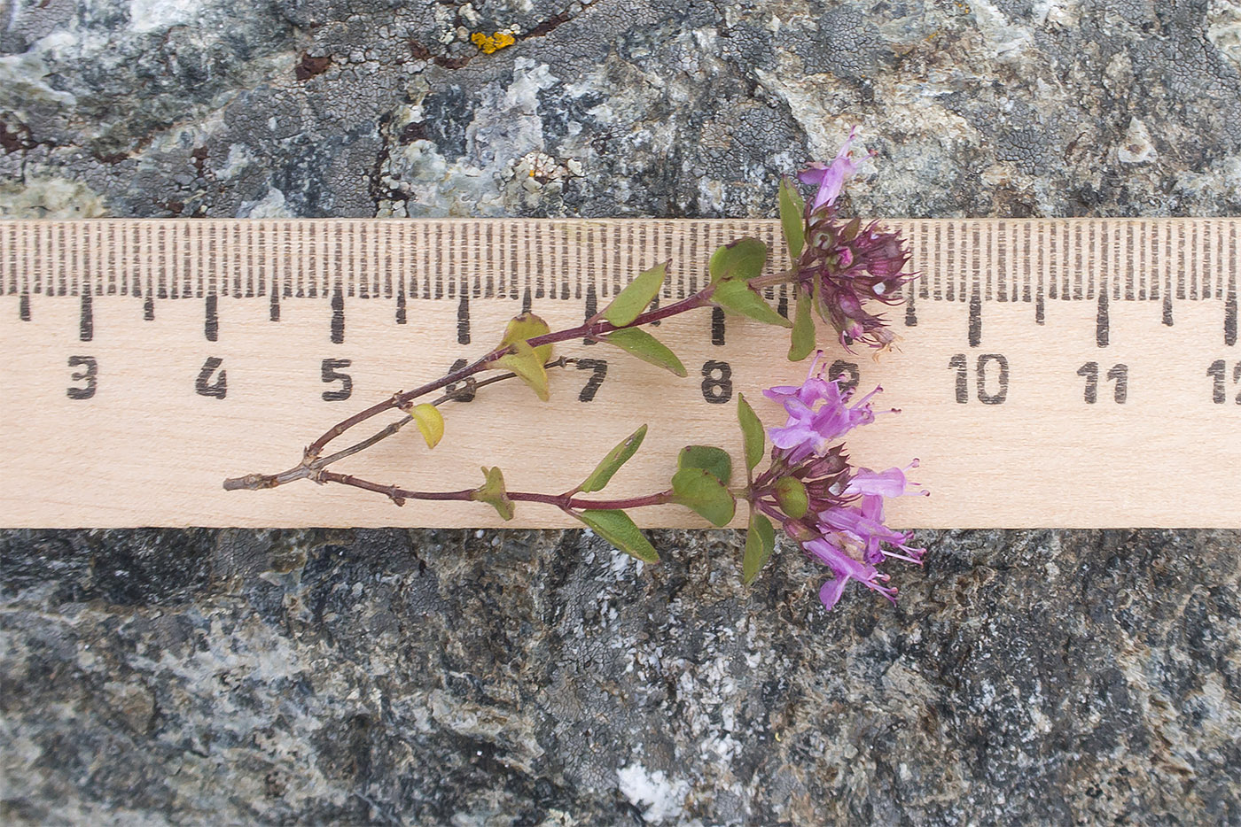 Image of Thymus pseudopulegioides specimen.