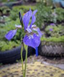 Iris sibirica