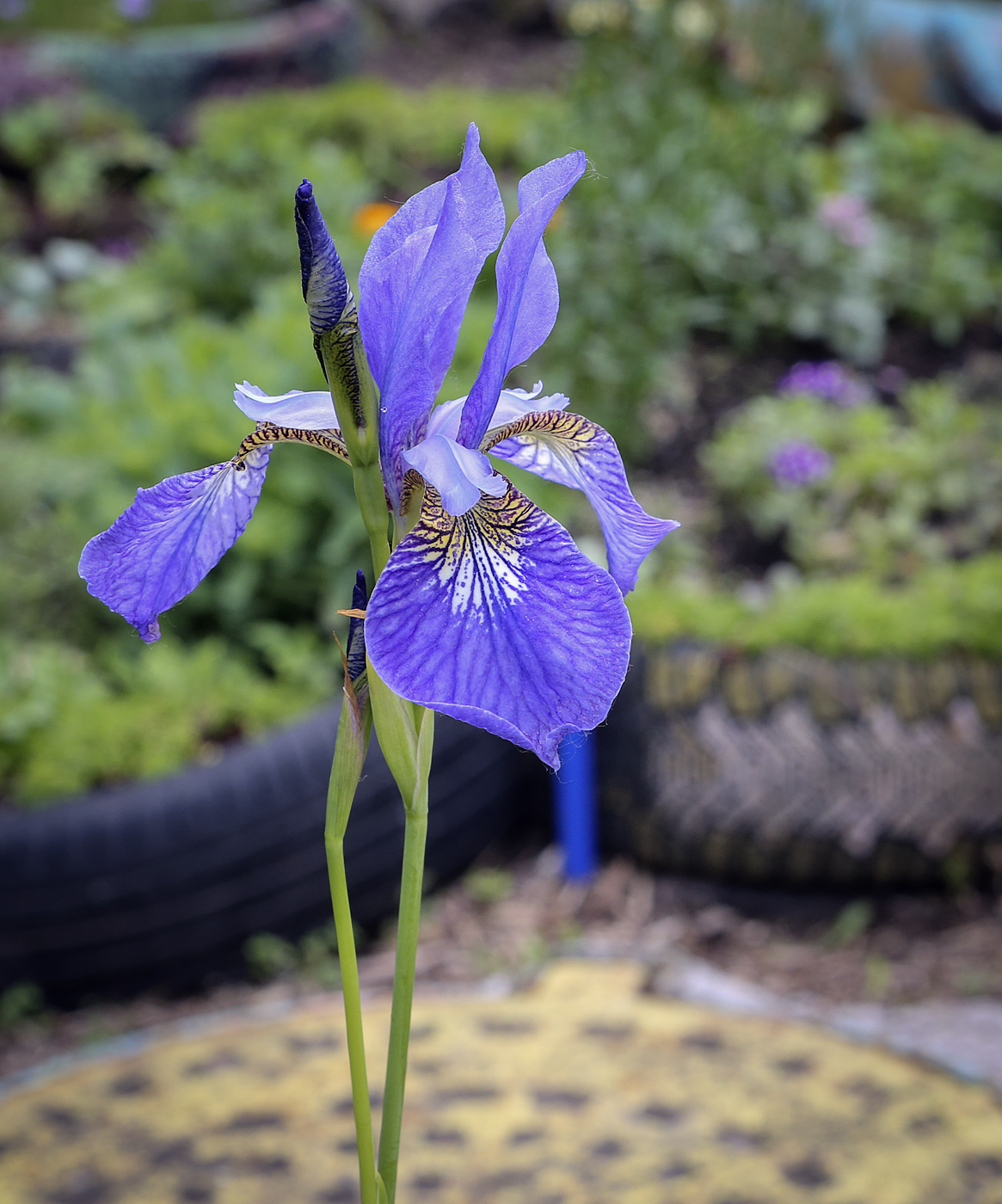 Изображение особи Iris sanguinea.