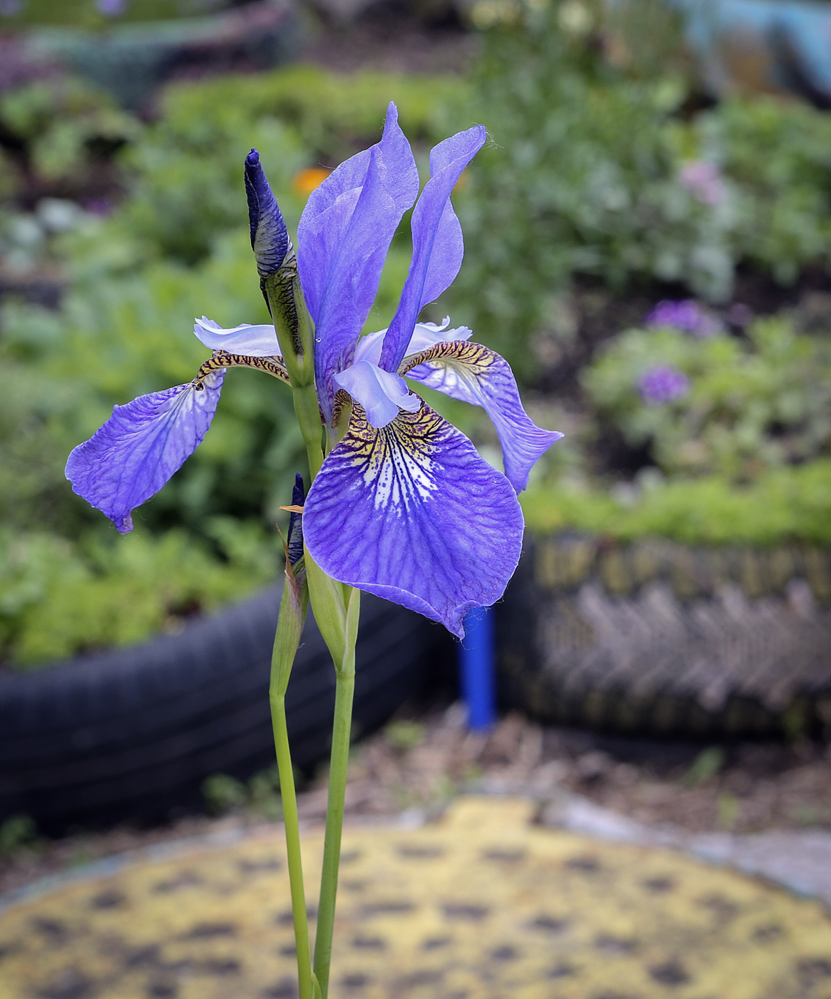 Изображение особи Iris sibirica.