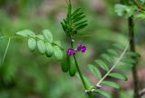 Vicia angustifolia. Верхушка побега с соцветием. Дагестан, Магарамкентский р-н, Самурский лес, опушка широколиственного леса. 05.05.2022.