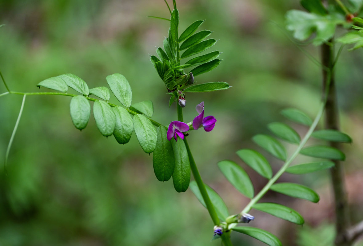 Image of Vicia angustifolia specimen.