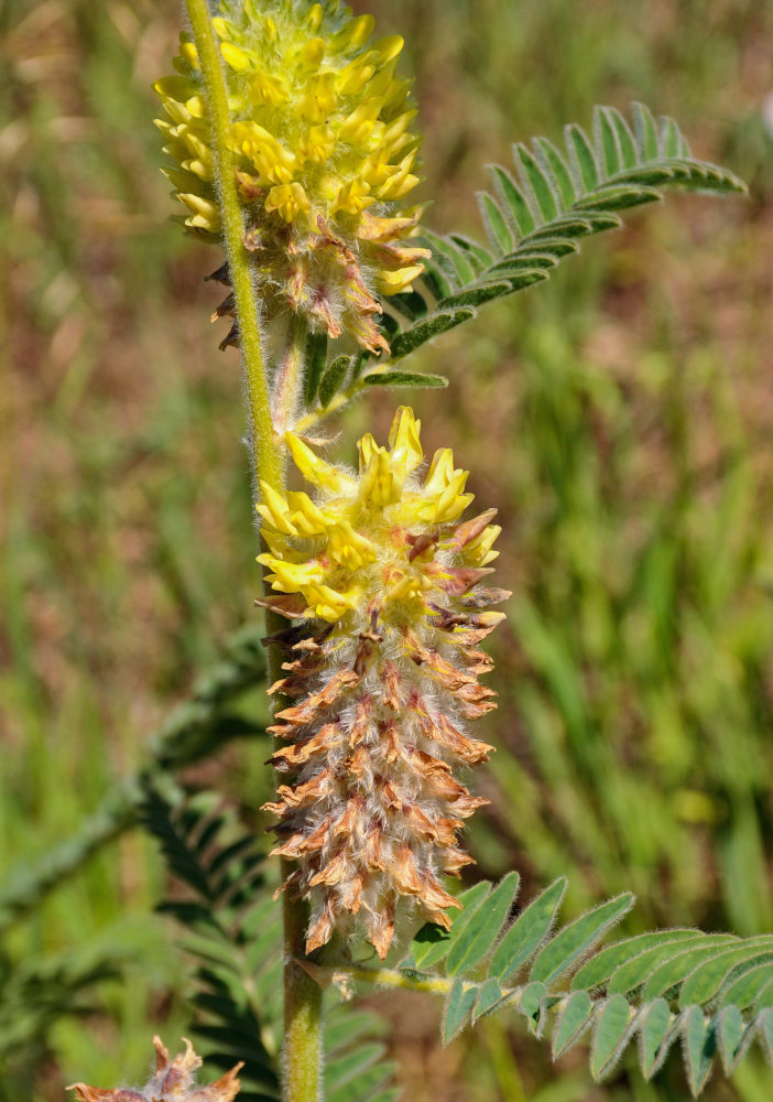 Изображение особи Astragalus alopecurus.