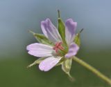 Erodium cicutarium