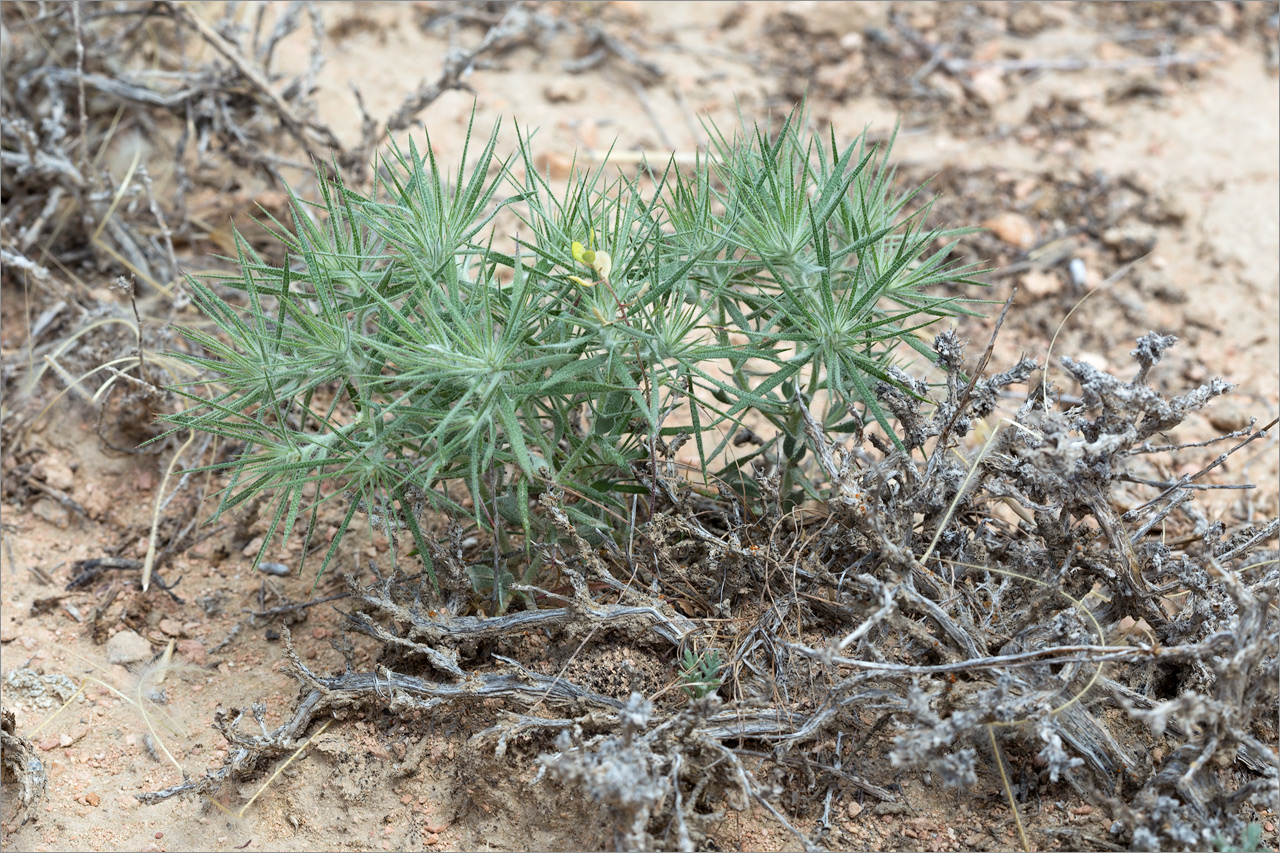 Изображение особи Ceratocarpus utriculosus.