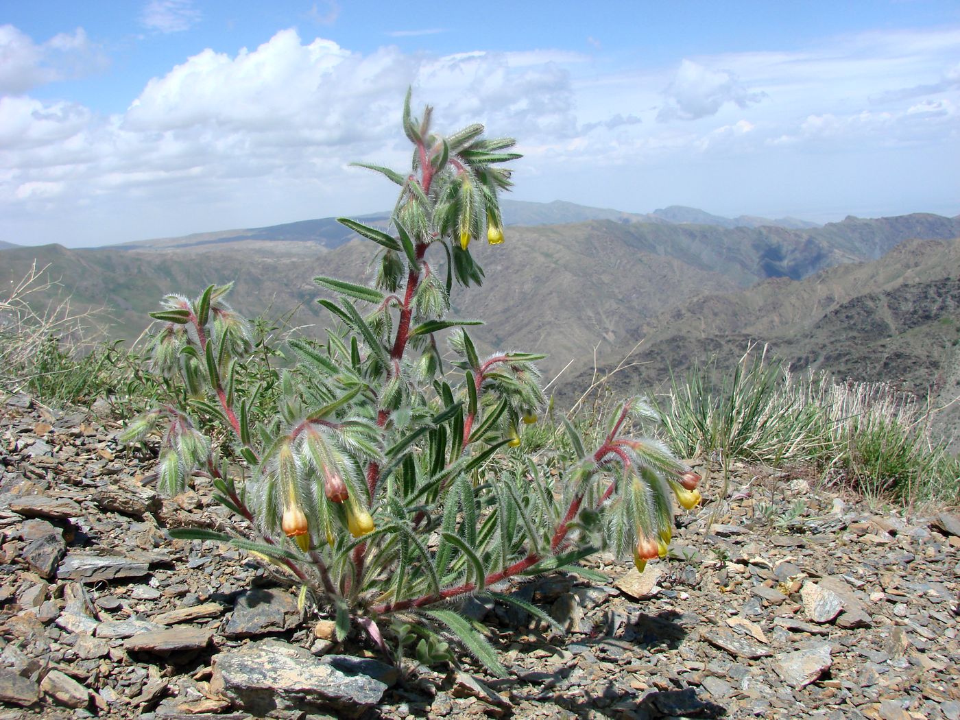 Image of Onosma dichroantha specimen.