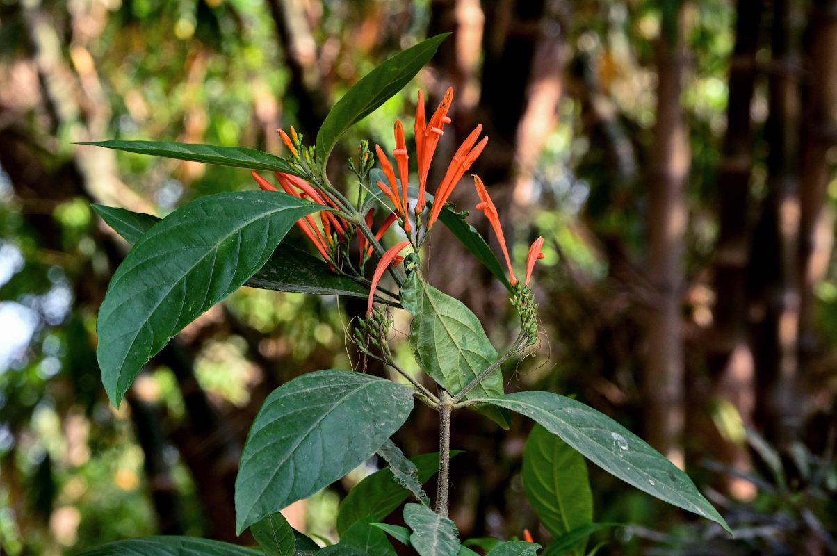 Image of Justicia spicigera specimen.