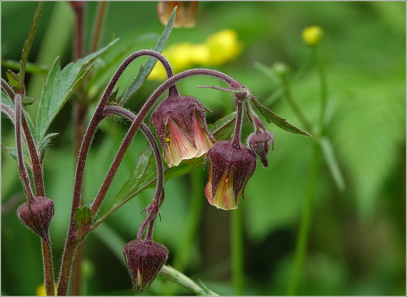 Изображение особи Geum rivale.