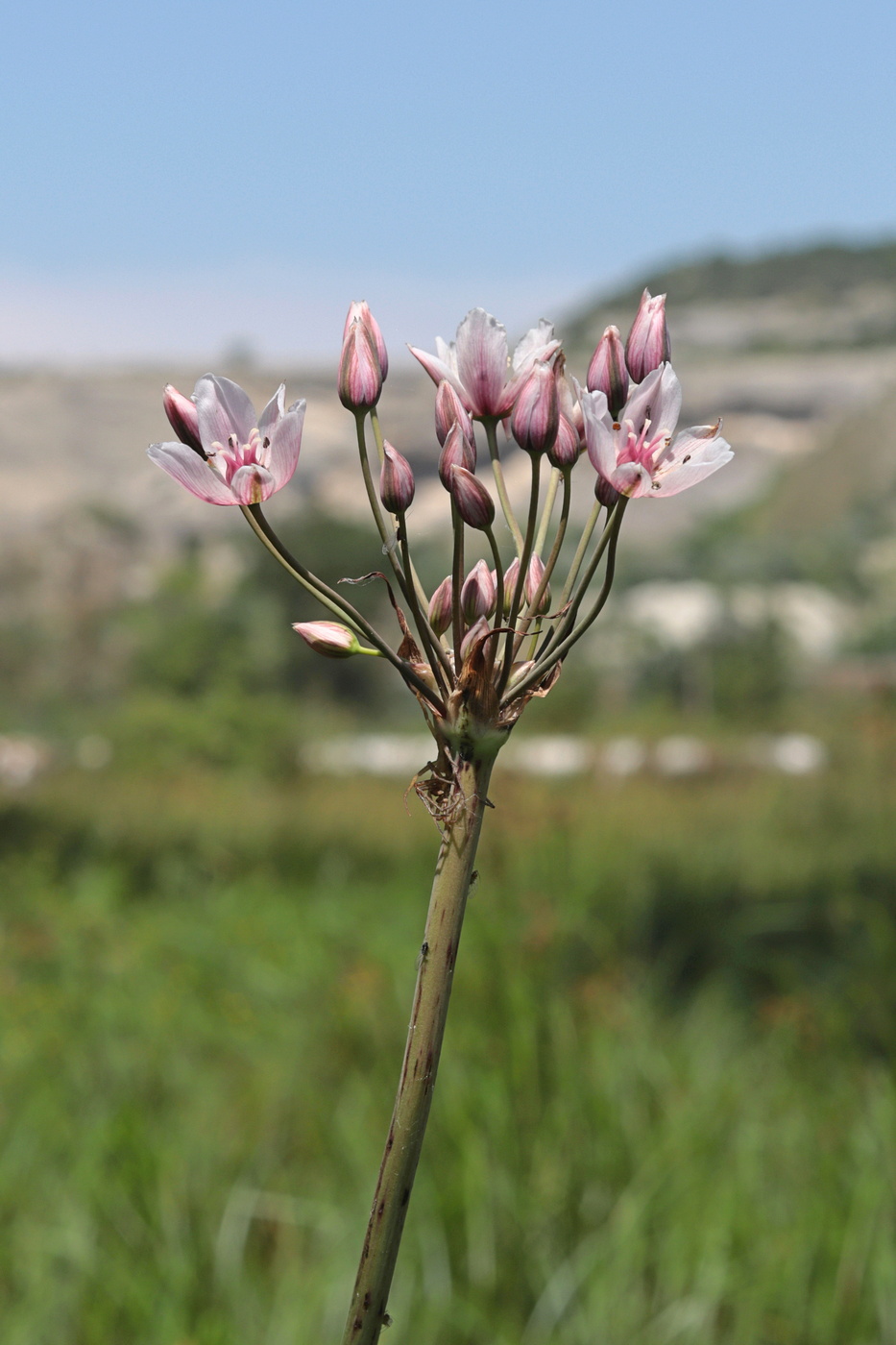 Изображение особи Butomus umbellatus.