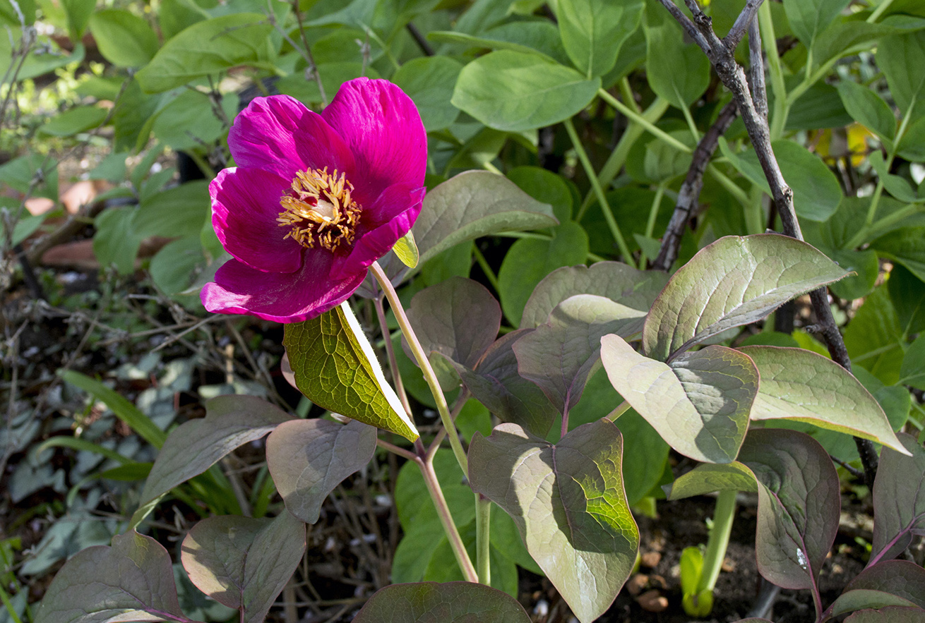 Изображение особи Paeonia caucasica.