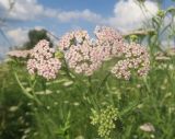 Achillea millefolium