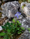 Aquilegia amurensis. Цветущее и плодоносящее растение. Хабаровский край, р-н им. Полины Осипенко, хр. Дуссе-Алинь, берег оз. Тюленье, ≈ 1200 м н.у.м., каменистый склон. 20.07.2021.