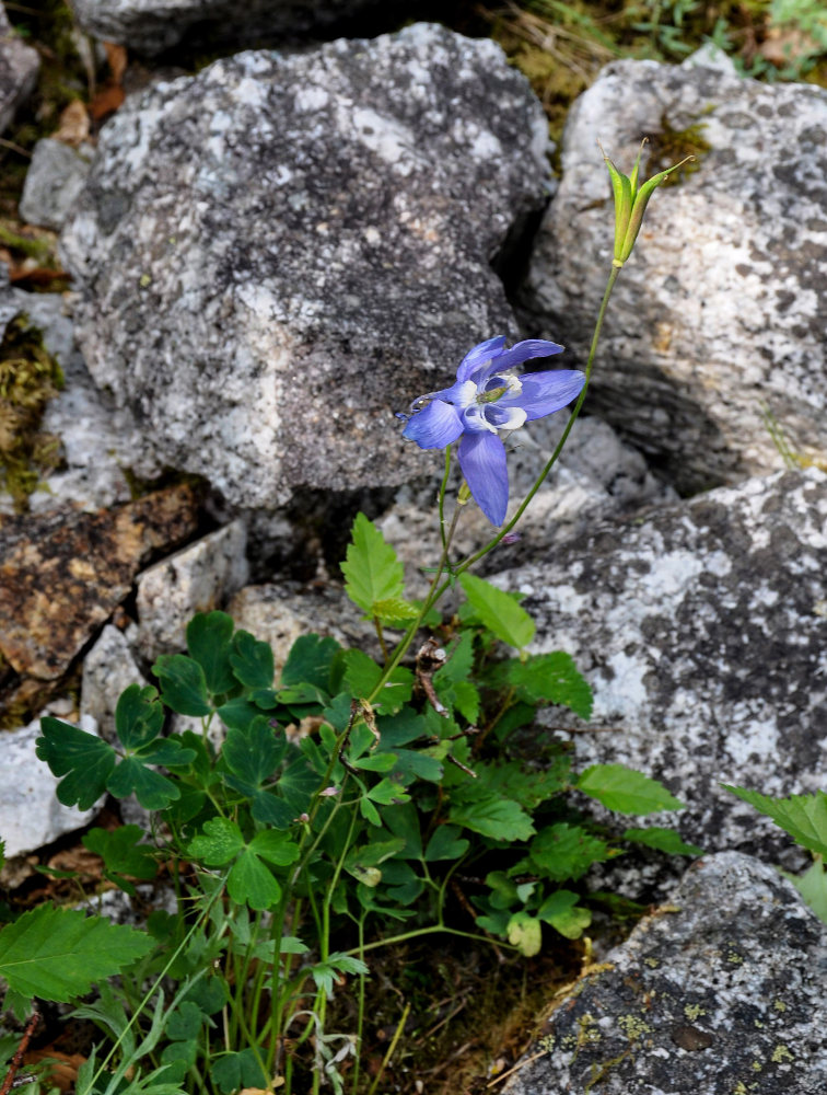 Изображение особи Aquilegia amurensis.