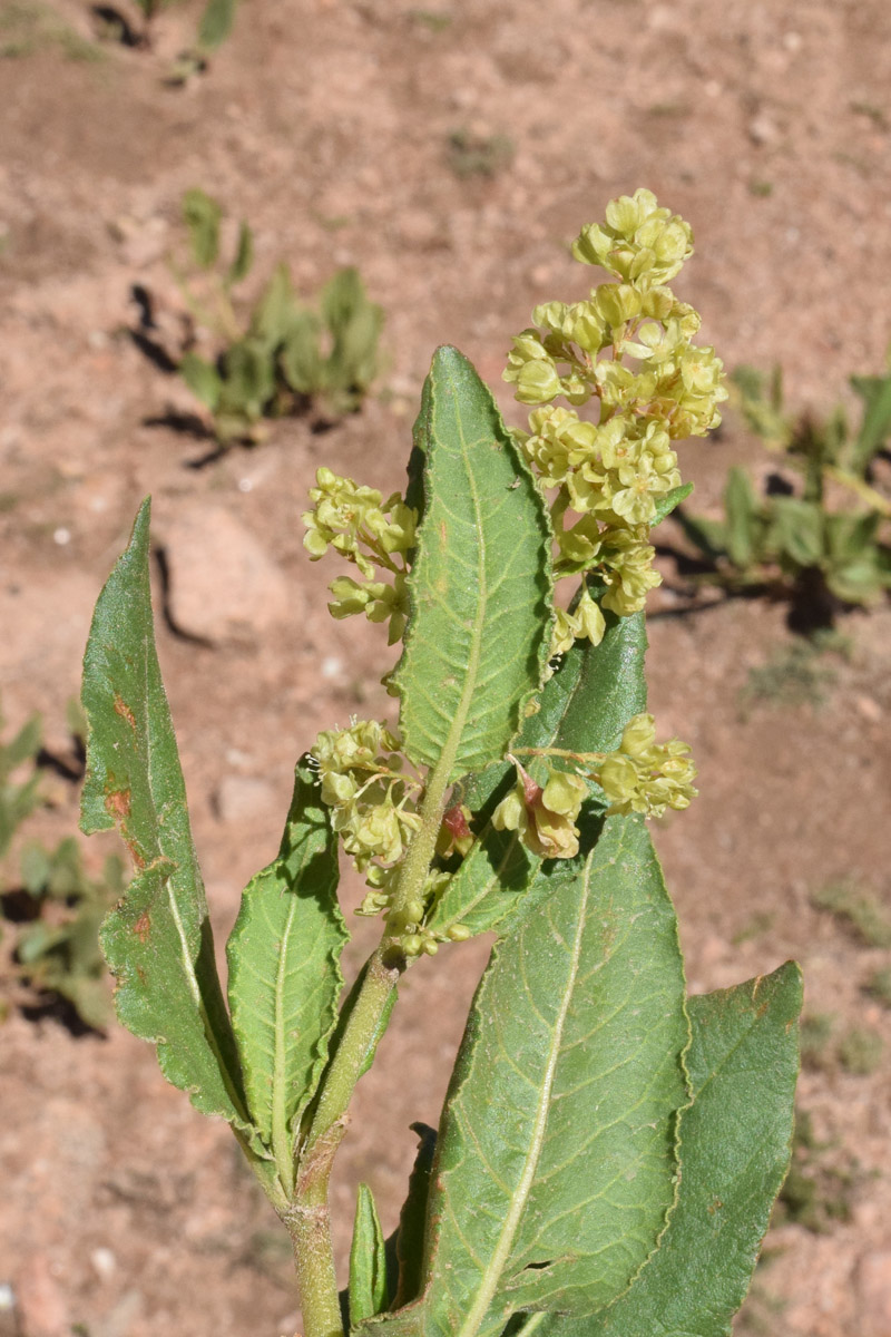 Изображение особи Aconogonon hissaricum.