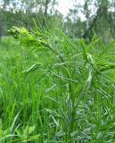 Thalictrum lucidum