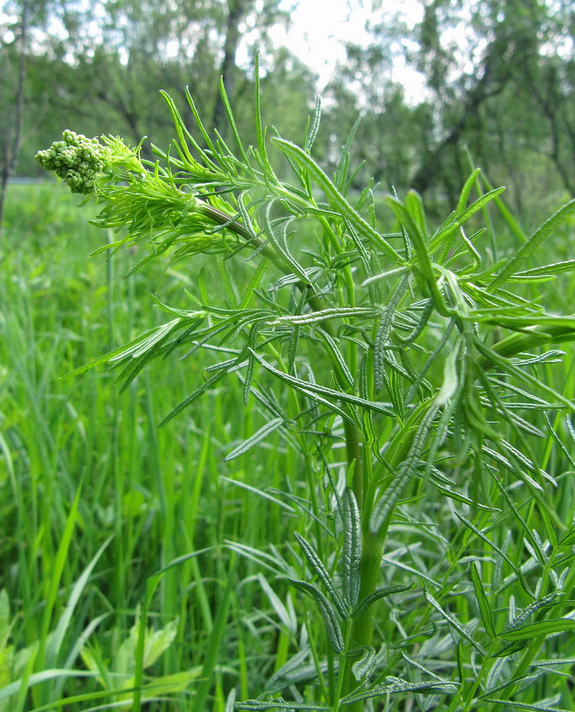 Изображение особи Thalictrum lucidum.