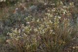 genus Saxifraga