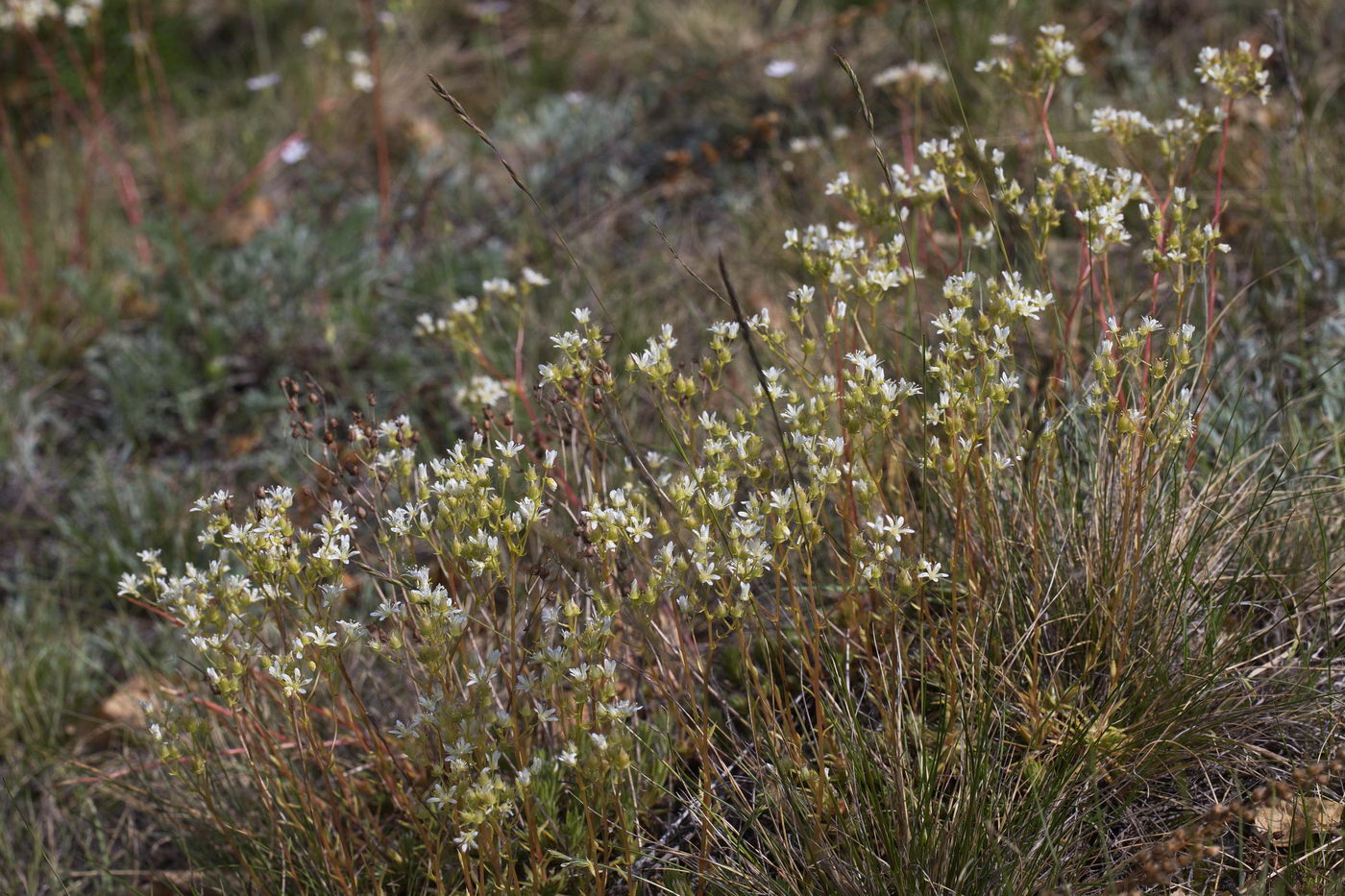 Изображение особи род Saxifraga.