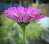 Zinnia elegans. Соцветие (вид со стороны обёртки). Пермский край, г. Пермь, Кировский р-н, садовый участок, в культуре. 10.09.2023.