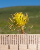 Ranunculus oreophilus. Плод. Адыгея, Кавказский биосферный заповедник, склон горы Блям, ≈ 2200 м н.у.м., субальпийский луг. 19.07.2015.