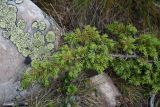 Juniperus sibirica. Ветвь с шишкоягодами. Челябинская обл., Златоустовский гор. округ, национальный парк \"Таганай\", гора Круглица, западный склон, выс. 1050 м н.у.м. 6 июля 2023 г.