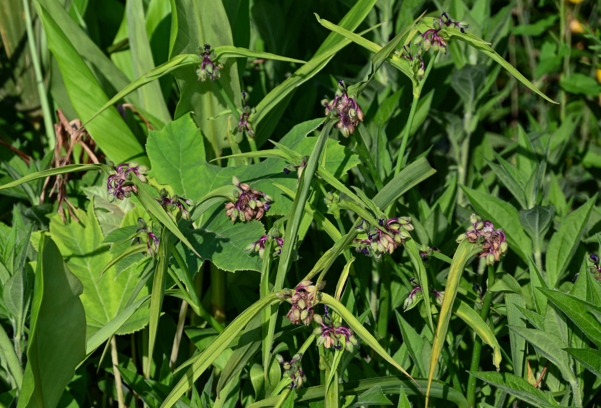 Image of Tradescantia virginiana specimen.