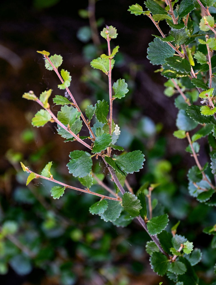 Image of Betula nana specimen.