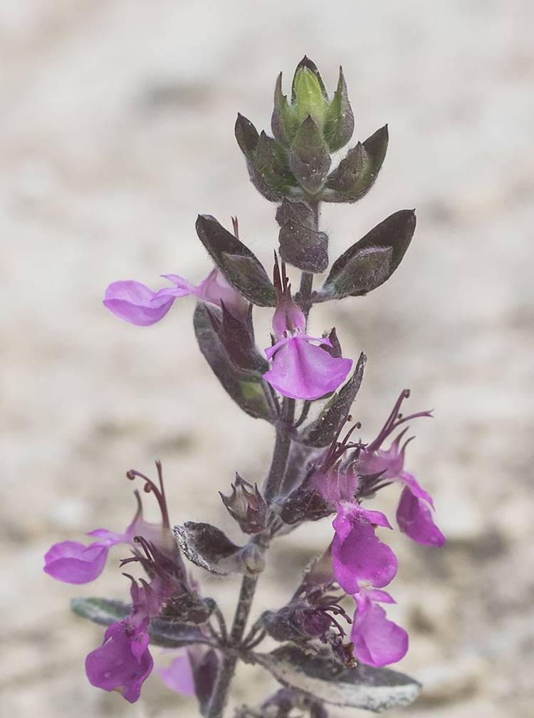 Изображение особи род Teucrium.