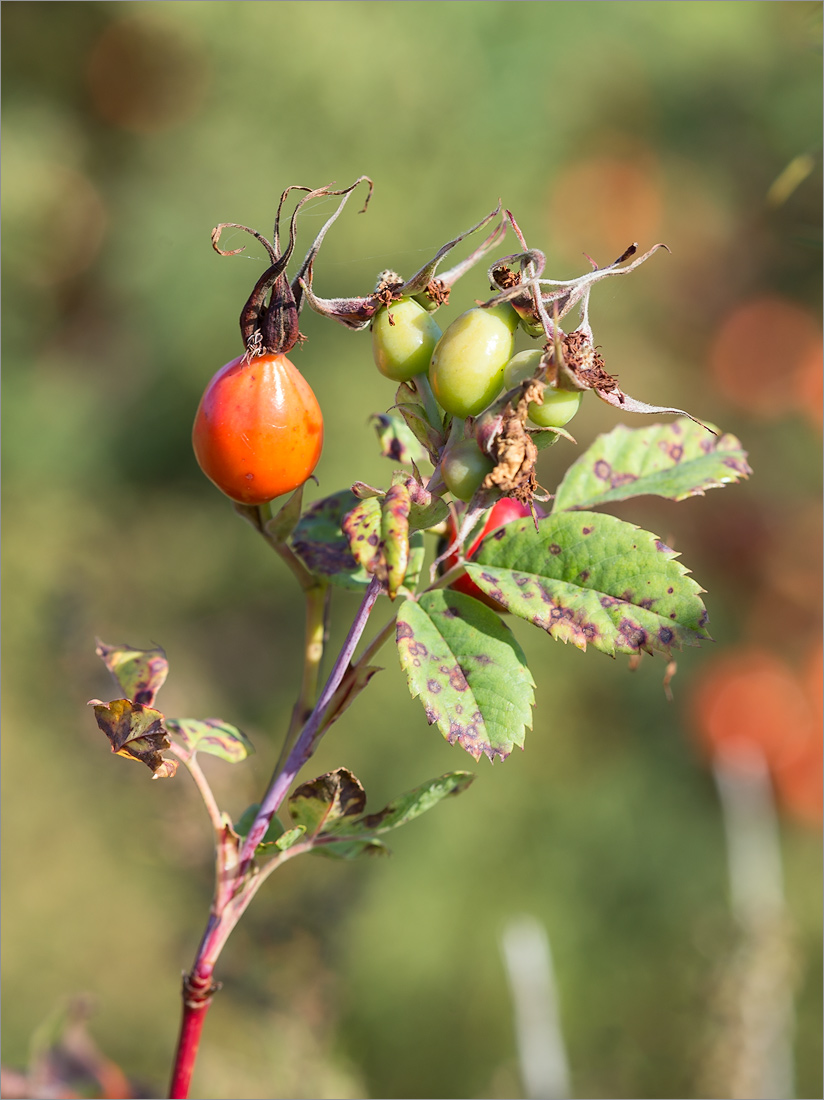 Image of genus Rosa specimen.