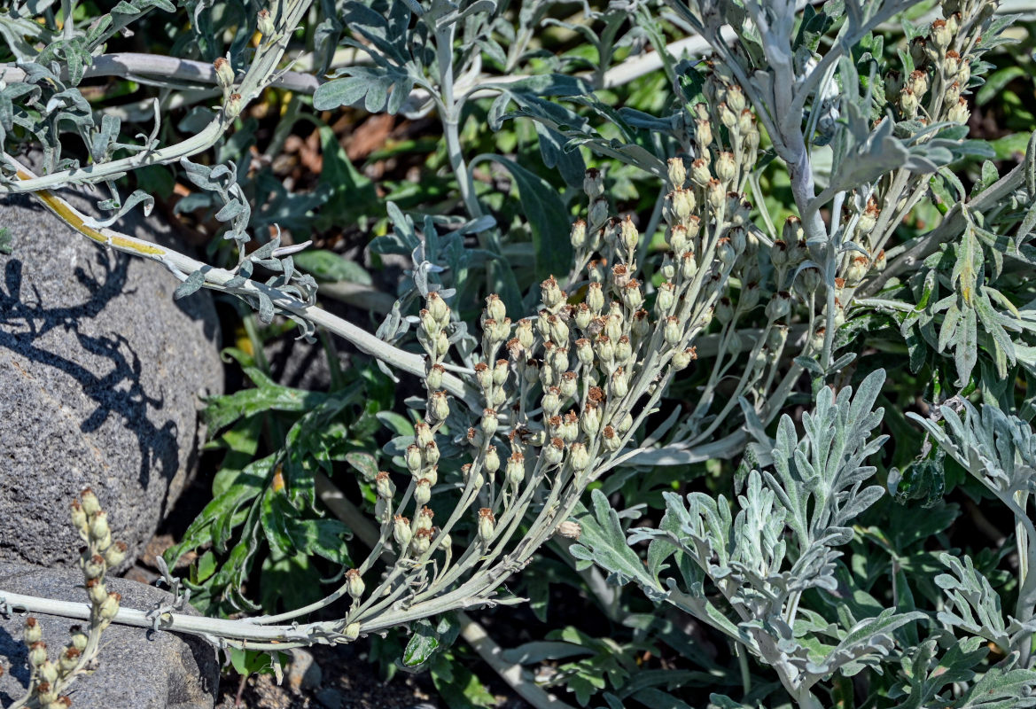Image of Artemisia stelleriana specimen.