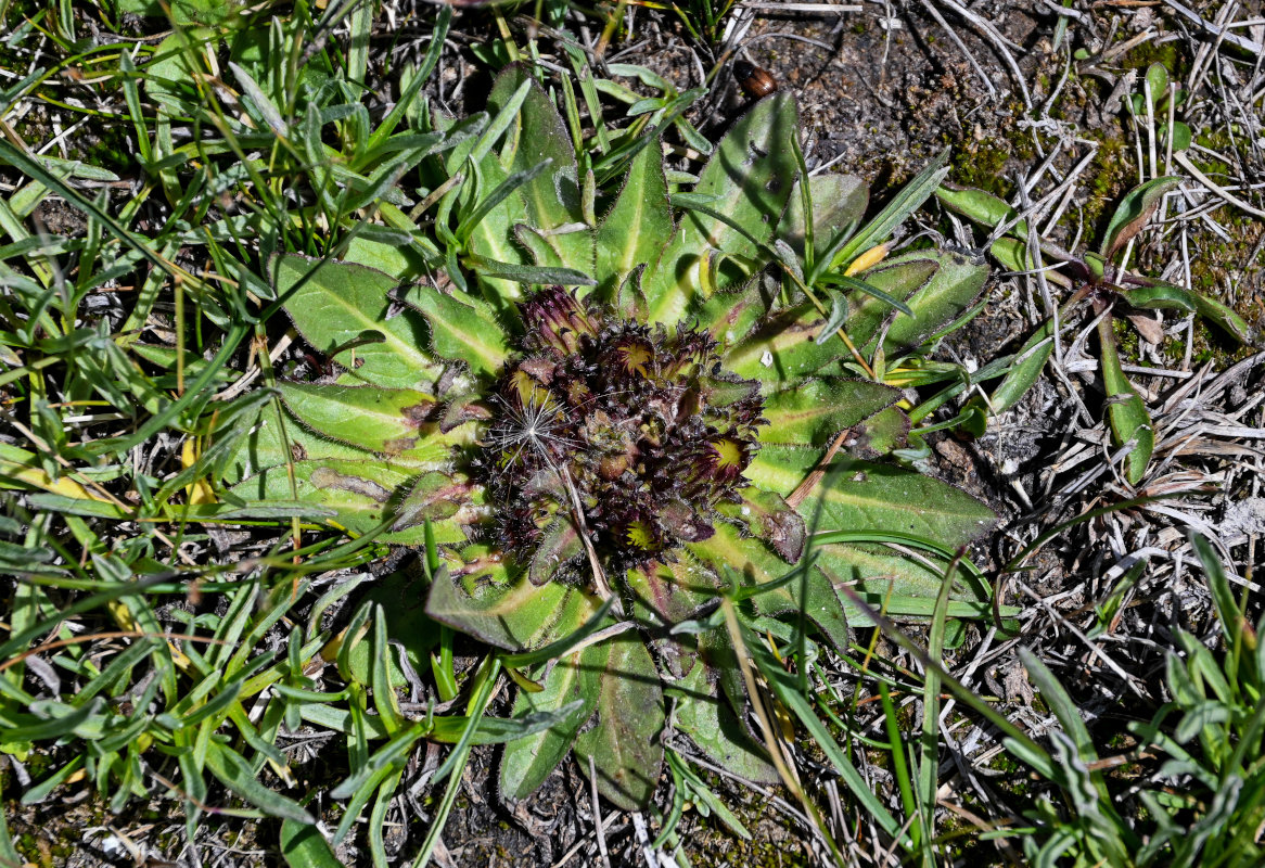 Image of Inula rhizocephala specimen.