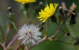 Picris japonica. Соцветие и соплодие. Сахалин, Корсаковский гор. округ, гора Бережная, луговой склон. 25.08.2022.