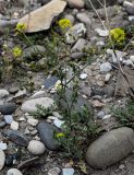 Sisymbrium loeselii