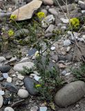 Sisymbrium loeselii. Цветущее и плодоносящее растение. Дагестан, Буйнакский р-н, долина р. Сулак, побережье Чиркейского водохранилища, прибрежный галечник. 01.05.2022.