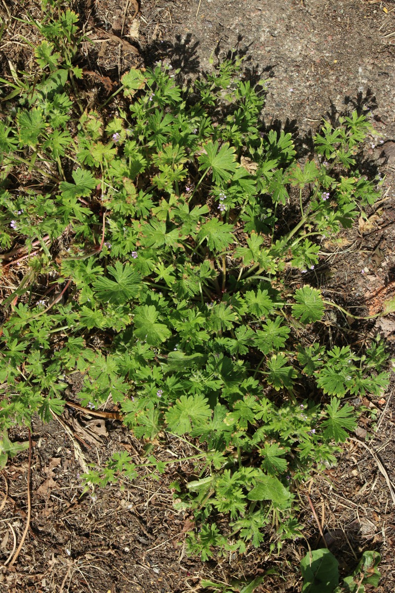 Изображение особи Geranium pusillum.