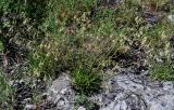 Silene saxatilis