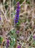 Salvia nemorosa