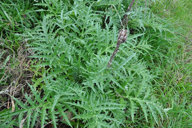 Изображение особи Cynara scolymus.