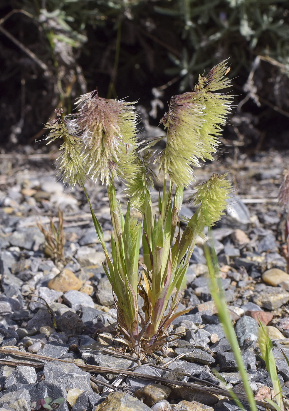 Image of Lamarckia aurea specimen.